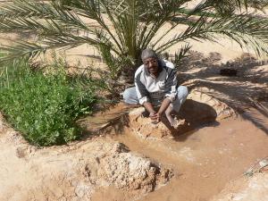 Palmeraie Route de Hassi Messaoud (Wergla)