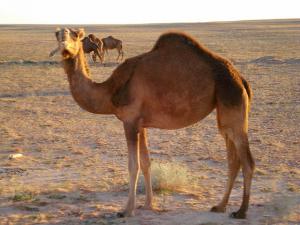 Un Dromadaire dans le Désert, près de Ouargla