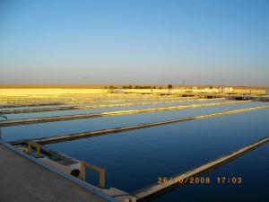 USINE DE PRODUCTION DU POISSON  TILAPIA  AU SUD ALGERIEN OUARGLA
