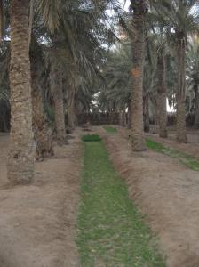Palmeraie de la Ville de Ouargla (Entrée du Chott)