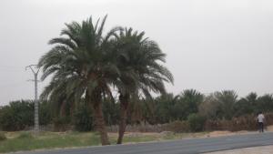 Palmeraie Sidi Khouiled Ouargla