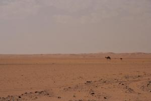 Route N 56 Touggourt-Ouargla