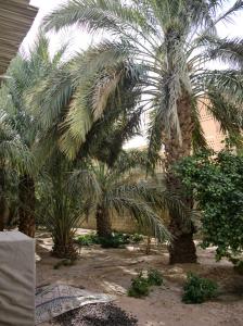 Palmeraie à Ouergla