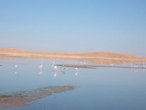 Chat Oum Erraneb (Flamants roses de Ouargla)