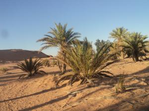 Ksar Ben Driss (Ourgla)