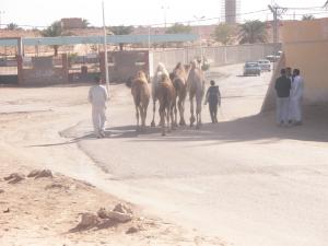 Troupeau de Dromadaires de Ourgla