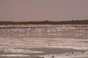 Chott Aïn El-Beïda (Ouergla)