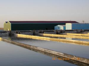 Bassin d'Elevage du Poisson à Ourgla