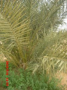 Palmier Dattier  Deglet Nour entouré de Luzerne