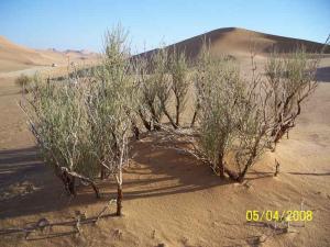 Végétation du Désert (Ouergla)