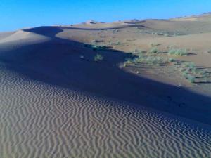 Desert et Vegetation  Rhourd El Khrouf  (Wargla)