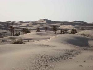 Taibet Oasis  (Ouegla)