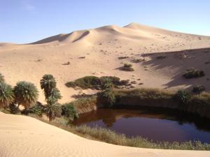 Oasis de Ain Taiba à Ourgla