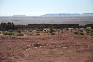 Palmeraie  Mehriza  route de Meniaa vers le site Sedrata