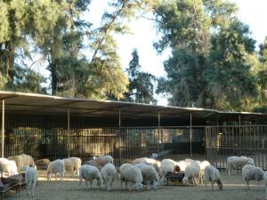 Troupeaux de Moutons à Ourgla