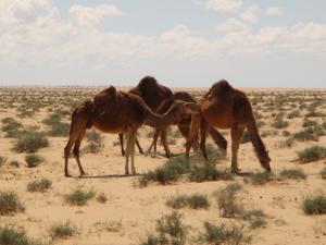 Dromadaires du Désert de Ourgla