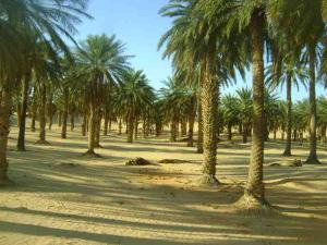 Palmeraie à Ouergla
