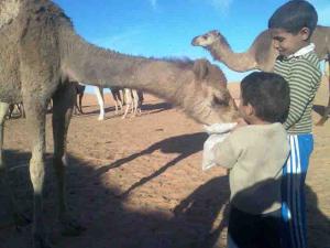 Dromadaire à  El-mire (Ourgla)