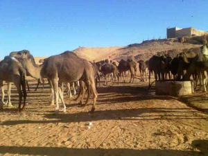 Dromadaire à  El-mire (Ourgla)