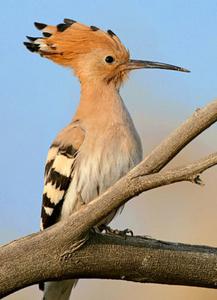 Oiseau Houdhoud de Ourgla