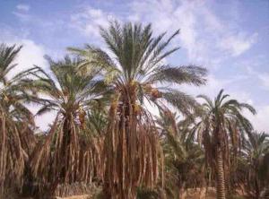 Palmeraie à Temacine (Wergla)