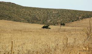 Champ de Céréales aux abords d'Oran