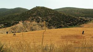Champ de Céréales aux abords d'Oran