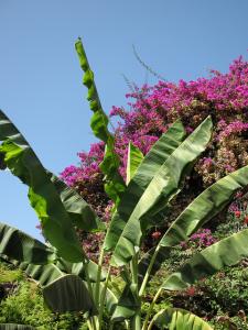 Jardin Public d'Oran