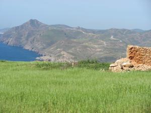 Pâturages aux alentours d'Oran