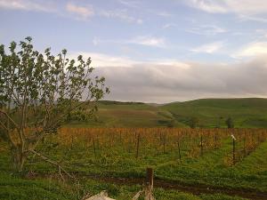 Champ Agricole d'Oran