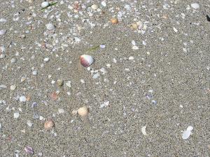 Coquillage sur la Plage La Mactaa (Oran)