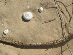 Plage la Mactaa Oran Coquille et Escargot (Oran)