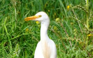 Aigrette de la Région d'Oran