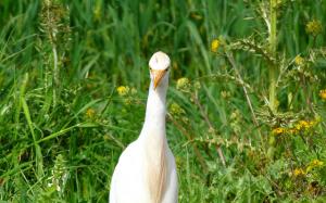 Aigrette de la Région d'Oran