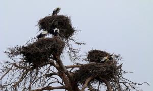 Cigognes d'Afrique du Nord (Oran-Algérie)