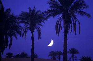 Une Oasis à Ouargla