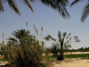 Dans la palmeraie d'El Oued