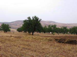 Oliviers à Beni Ouarsous