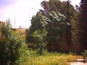 EL BAYADH- printemps-été