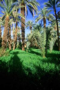 Palmeraie de Djanet
