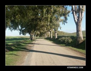 Route bordée d'Eucalyptus menant de Sebaa Chioukh à Ain Tekbalet