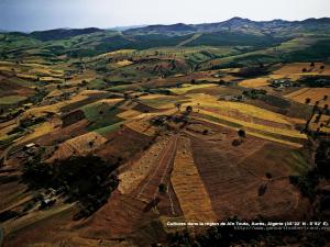 Cultures dans la région de Ain touta, Aurès