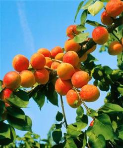 l'abricot à Ras el aioun