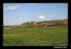 Parturages verdoyants à Chabet El Ham