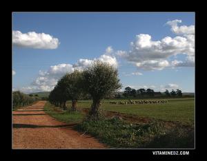 Paturages dans la commune de Sidi Boumediene