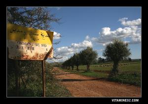 Paturages dans la commune de Sidi Boumediene