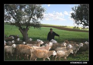 Berger à Sidi Boumediene