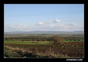 La commune de Tessala très fertile