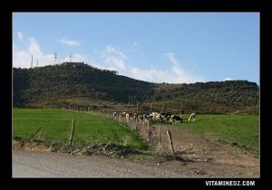 La commune de Tessala riche en bovins
