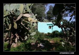 Sidi Mhammed, sur la route d'el Ourit